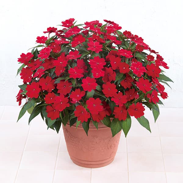 サンパチェンス(R)（ぐんぐん）：レッド3.5号ポット 3株セット