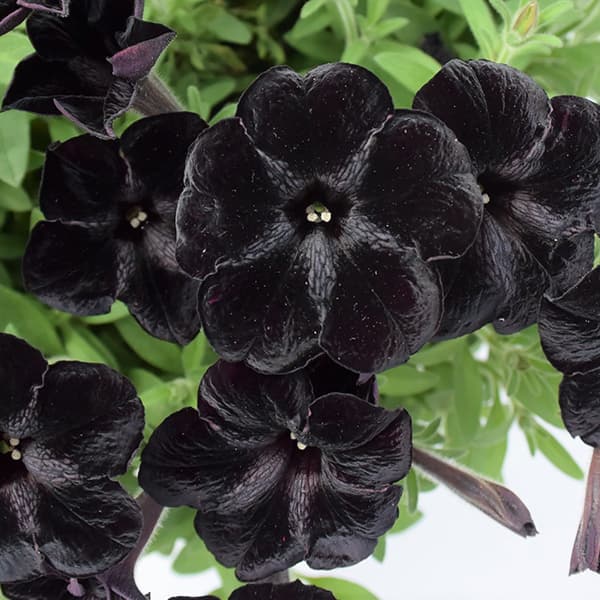 [送料無料]ペチュニア：黒の瀬戸3号ポット 24株セット