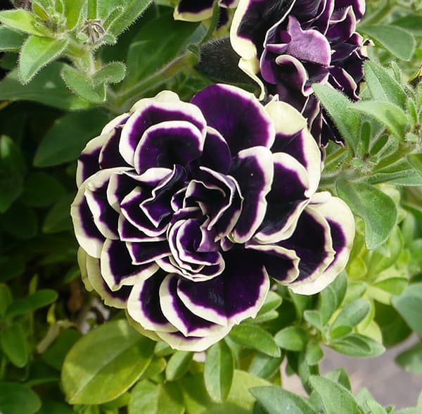 ペチュニア：華みやび3号ポット 12株セット