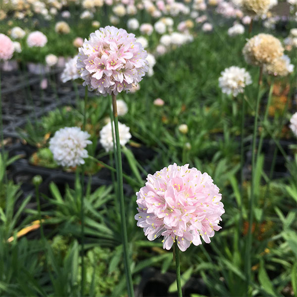 アルメリア：サクラスティック3号ポット 12株セット