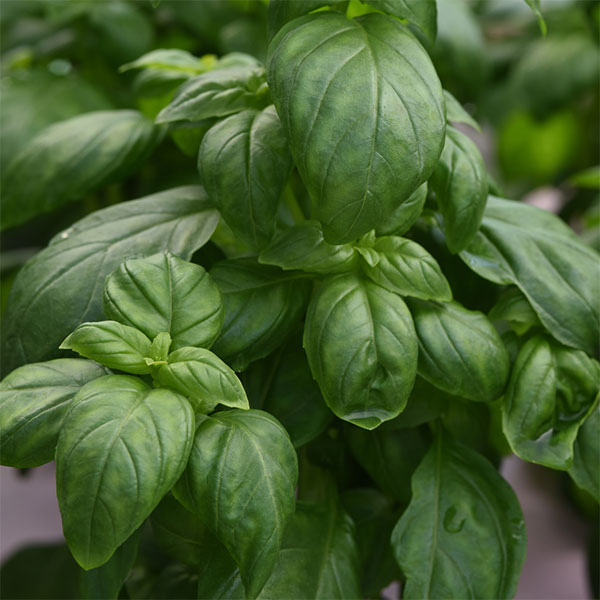 バジル：エバーリーフ　エメラルド3～3.5号ポット 12株セット