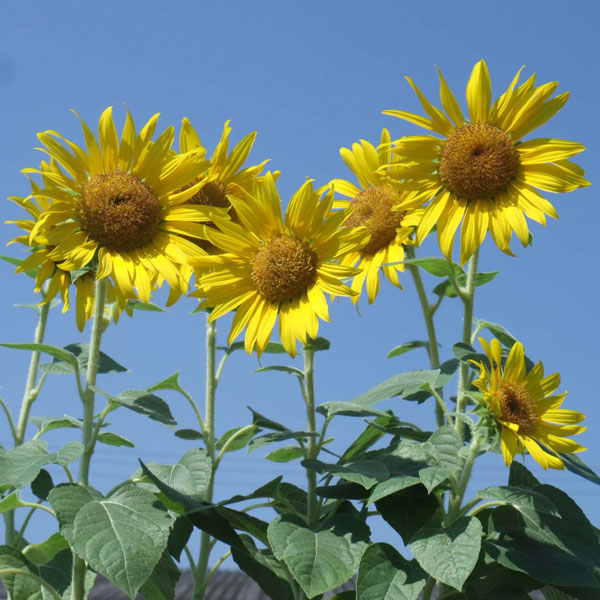 ヒマワリ：太陽（タイヨウ）3号ポット