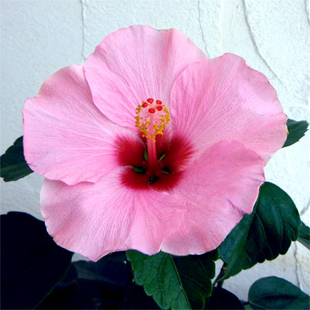 ハイビスカス：サニーシティー・ピンク系5号鉢植え