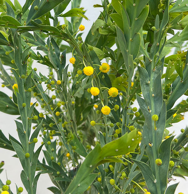 アカシア：グラウコプテラ8号鉢植え