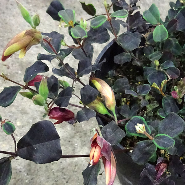 ガストロロビウム・ブロンズバタフライ5号鉢植え