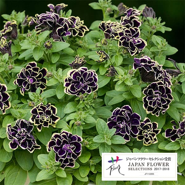 ペチュニア：花衣（はなごろも）　黒真珠（くろしんじゅ）5号鉢植え