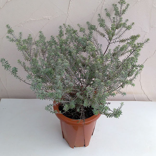 ウエストリンギア 白斑入り8号鉢植え・樹高約40cm