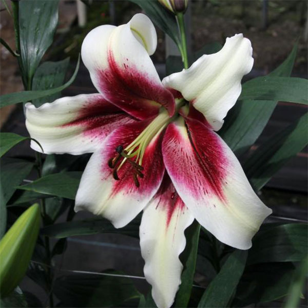 オリエンタルリリー：ゼバ1球入り