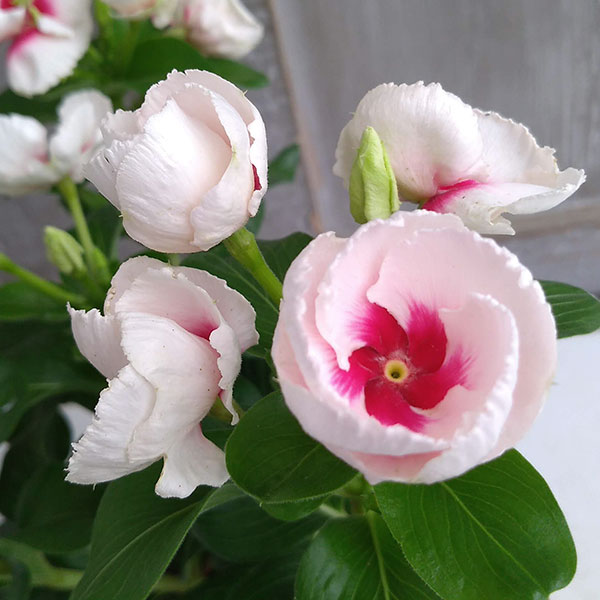 ニチニチソウ：ミキ3.5号ポット 6株セット の通販 | 園芸ネット