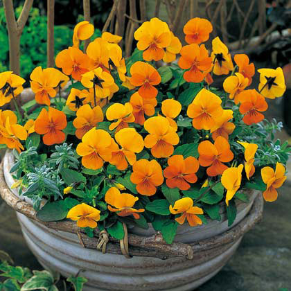 [19年10月中下旬予約]ビオラ：ビビ クリアオレンジ3～3.5号ポット