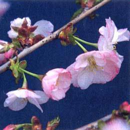 桜：南殿（ナンデンサクラ）接木1年生5号ポット