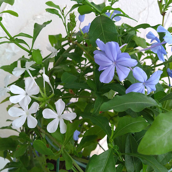 プルンバーゴ（ルリマツリ）：ブルーとホワイト5号鉢 2色寄せ植え