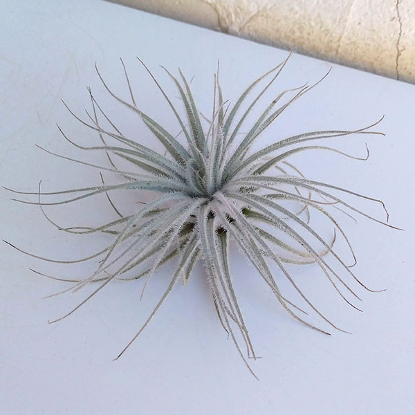 チランジア：テクトラム（テクトルム）Lサイズ（直径９～10cm）