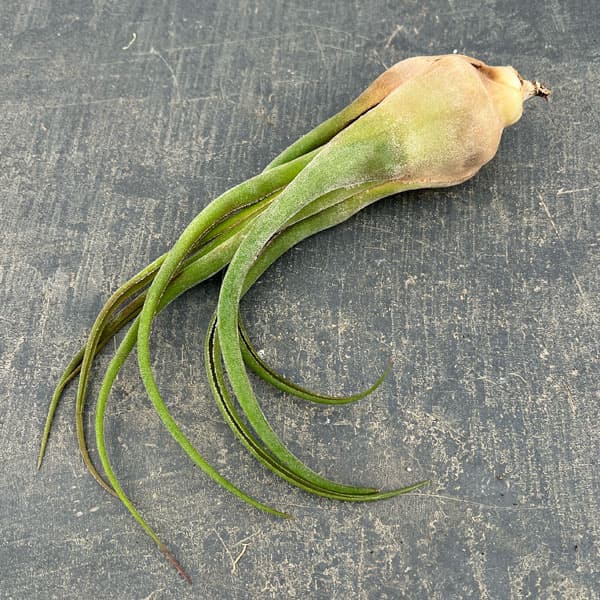 チランジア：セレリアナ Lサイズ（長さ約16～20cm）