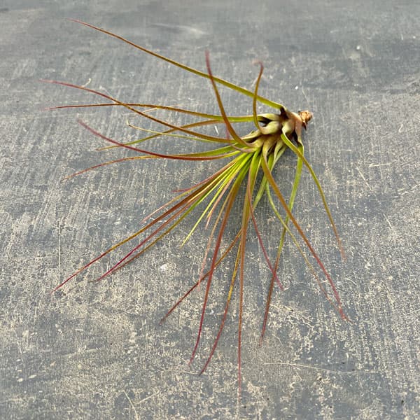 チランジア：トリコロール・メラノクラテル Lサイズ（長さ約16～18cm）