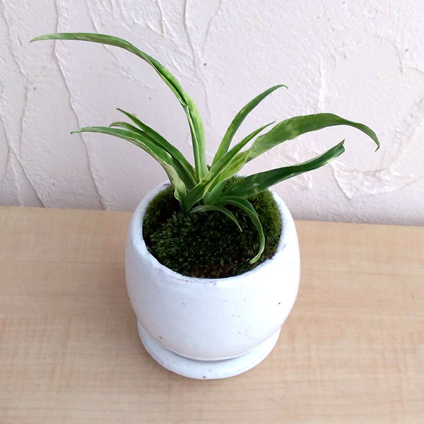 [ギフトに]オモト（万年青）：姫牡丹陶器鉢植え／アンジェラ白L・皿付