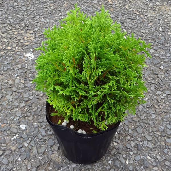 ニオイヒバ：ダニカ5号ポット樹高約20cm