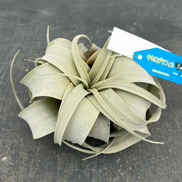 チランジア：キセログラフィカ直径10cm前後