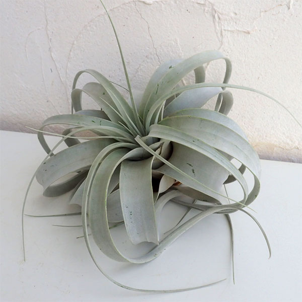 チランジア：キセログラフィカ直径20cm前後