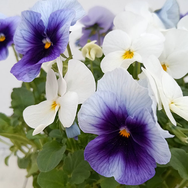 ビオラ：スイーツミックス　グレープのソルベ4号ポット 2ポットセット