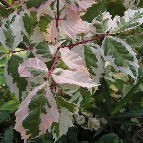 ネグンドカエデ：フラミンゴ3-3.5号ポット