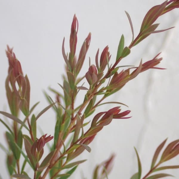 メラレウカ：レッドジェム6号鉢植え