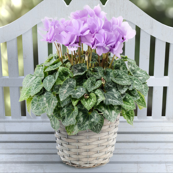 [送料無料][ギフトに]シクラメン（八重咲）：セレナーディア：ライラックフリル5号鉢GYカゴ入