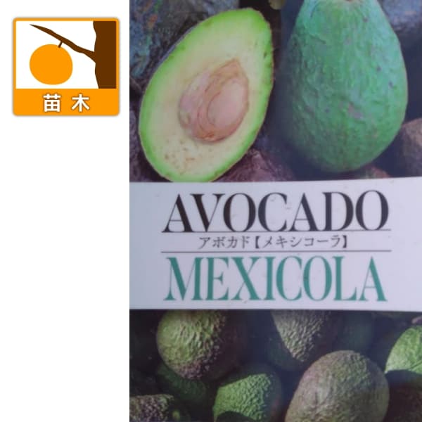 アボカド：メキシコーラ5号ポット（接木苗）