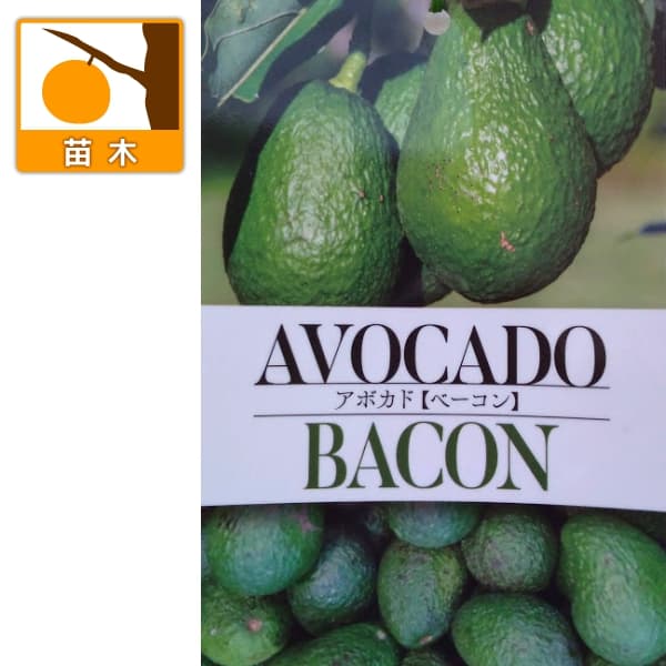 アボカド：ベーコン5号ポット（接木苗）
