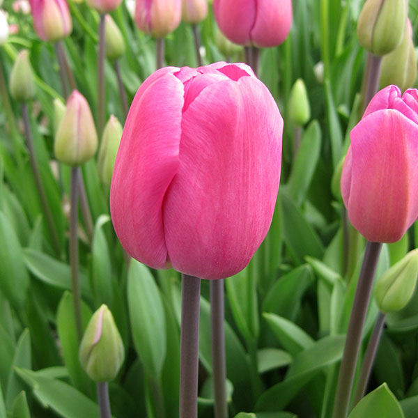 Crispion Sweet チューリップ 5球入 チューリップ(枝咲き)：ハッピー