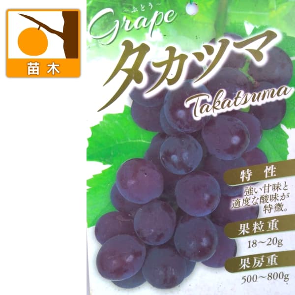 ブドウ：高妻（タカツマ）挿木苗3.5号ポット