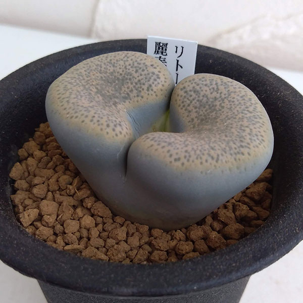 リトープス:麗春玉(れいしゅんぎょく)2.5号鉢植え