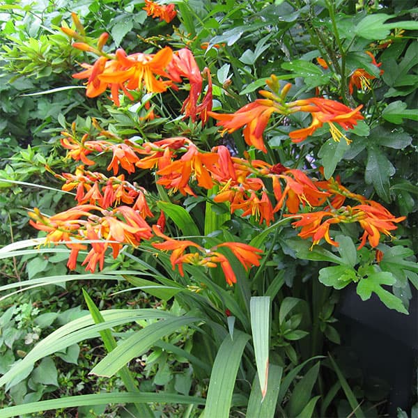 クロコスミア3.5号ポット