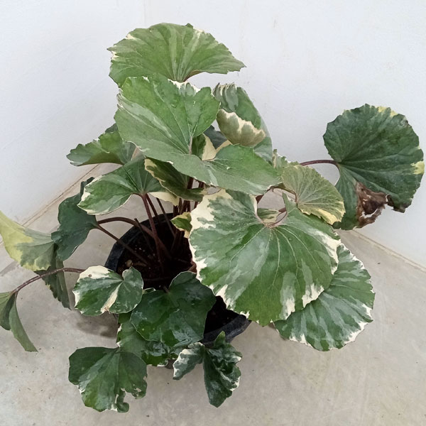 石蕗 浮雲錦 大株 園芸ネット本店｜ツワブキ：浮雲錦（うきぐもにしき）7号大鉢植え の