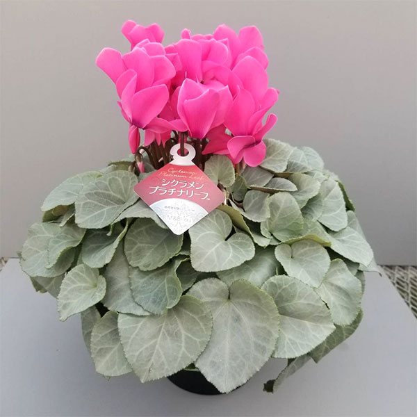 シクラメン:プラチナリーフローズピンク5号鉢植え