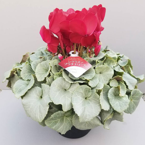 シクラメン：プラチナリーフワインレッド5号鉢植え