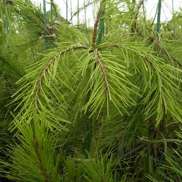 [送料無料]マツ（松）：枝垂れ赤松（シダレアカマツ）6号硬質ポット