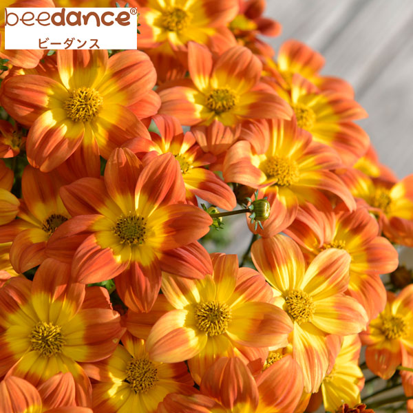 ビデンス:ビーダンスオレンジ3.5号ポット(R)