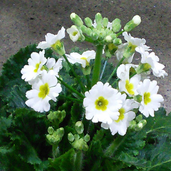 プリムラ マラコイデス：古都さくら・ホワイト3.5号ポット 2株セット