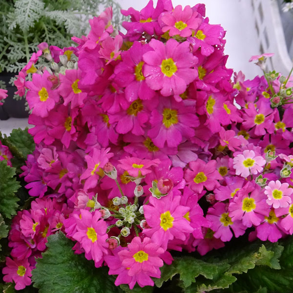 プリムラ マラコイデス：古都さくら・濃ピンク3.5号ポット 2株セット