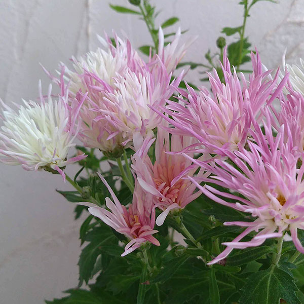 嵯峨菊(さがぎく):淡桃花5号鉢植え