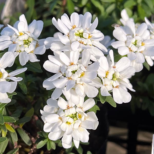 イベリス：ブライダルブーケ　3.5号ポット 2株セット