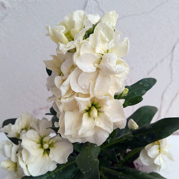 ストック：キスミーイエロー3～3.5号ポット 6株セット