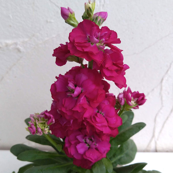 ストック：キスミーローズ3～3.5号ポット 6株セット