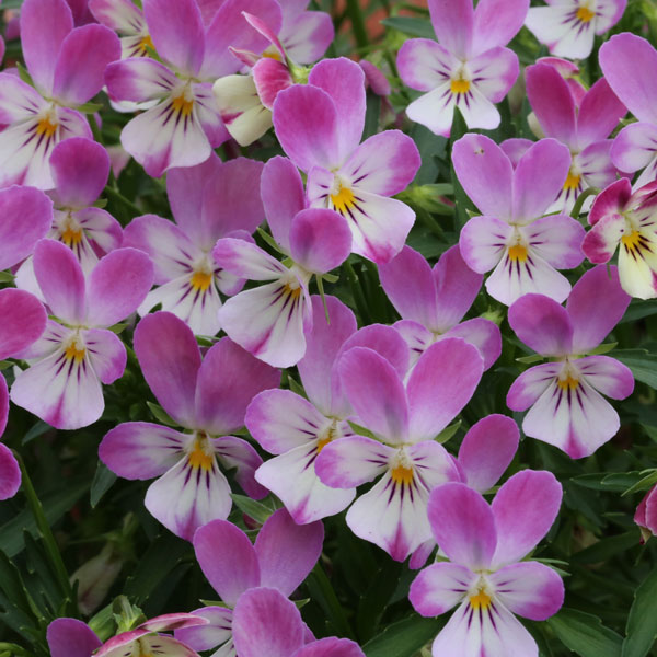 MSKガーデンビオラ：極小輪ビオラ：カメレオン　マーブルピンク3号ポット2株セット