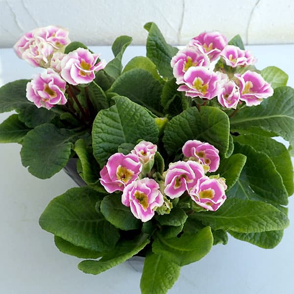 プリムラ　ジュリアン：初恋ピンク3号ポット 3株セット