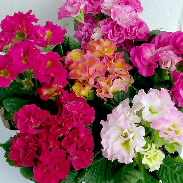 プリムラ　ジュリアン：モンシュシュ3号ポット 12株セット