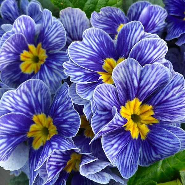 プリムラ：ジュリアン ゼブラ3号ポット 2株セット