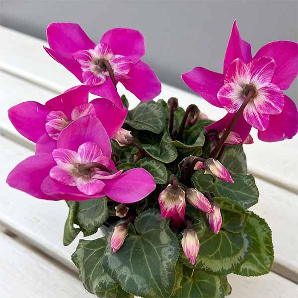 シクラメン：ワーリーギグ（ピンク系）2.5-3号ポット