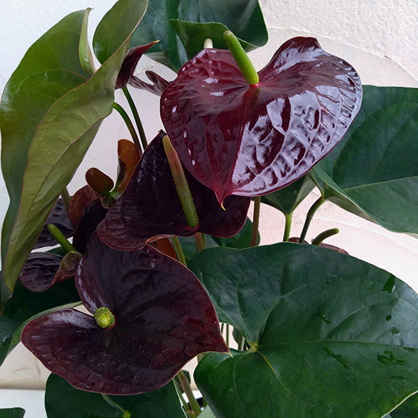 アンスリウム：センプレ6号プラ鉢入り